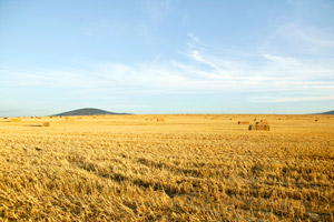 The Canadian Prairies Ecozone And Wildlife Diversity