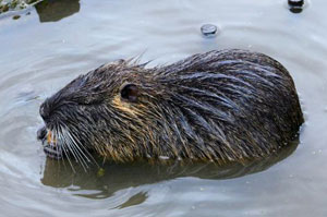 beaver beaver